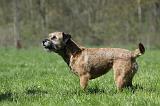 BORDER TERRIER 062